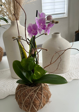 Load image into Gallery viewer, Small Phalaenopsis Orchid Kokedama
