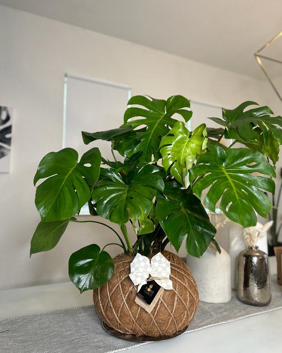 kokedama monstera Monstera kokedama – KOKECUTES