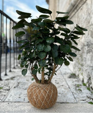 Load image into Gallery viewer, Aralia Fabian Stump Kokedama