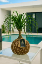 Load image into Gallery viewer, Ponytail Palm - Beaucarnea recurvata - Palma Botella Kokedama