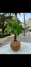 Load image into Gallery viewer, Money Tree Plant Kokedama