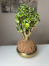 Load image into Gallery viewer, Aralia Balfouriana, Polyscias Kokedama