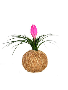 Pink Quill, Tillandsia cyanea Kokedama - Pink Quill plant.