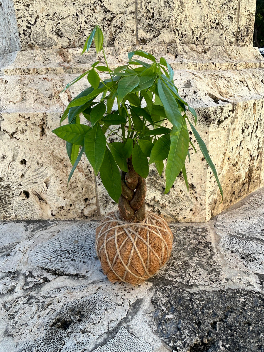 money tree kokedama Money Tree Plant Kokedama – KOKECUTES