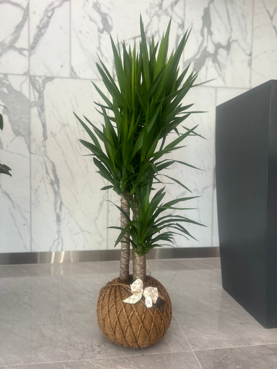 Yucca Cane Plant / Planta Yuca (Mexicana) – KOKECUTES