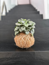 Load image into Gallery viewer, Peperomia Frost Kokedama