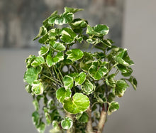 Load image into Gallery viewer, Aralia Balfouriana, Polyscias Kokedama