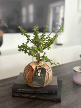Load image into Gallery viewer, Jade, Dwarf  Kokedama (Portulacaria afra)