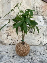 Load image into Gallery viewer, Money Tree Plant Kokedama