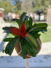 Load image into Gallery viewer, Bromeliad Neoregelia ”Autumn Rain” Kokedama