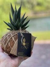 Load image into Gallery viewer, Haworthia Fasciata 'Zebra Haworthia"
