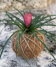 Load image into Gallery viewer, Pink Quill, Tillandsia cyanea Kokedama - Pink Quill plant.
