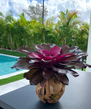 Load image into Gallery viewer, Bromeliad Neoregelia “Voodoo Doll” Kokedama
