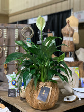 Load image into Gallery viewer, Peace Lily Plant Kokedama Spathiphyllum