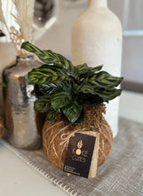 Load image into Gallery viewer, Calathea Makoyana or Peacock Kokedama