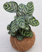 Load image into Gallery viewer, Calathea Makoyana or Peacock Kokedama