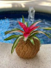 Load image into Gallery viewer, Bromeliad Neoregelia ”Autumn Rain” Kokedama