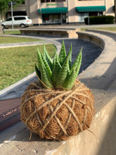 Load image into Gallery viewer, Haworthia Fasciata 'Zebra Haworthia"