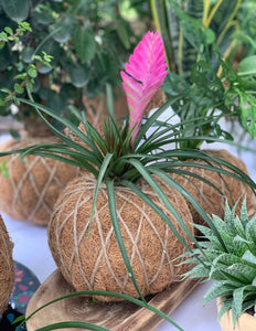 Pink Quill, Tillandsia cyanea Kokedama - Pink Quill plant.
