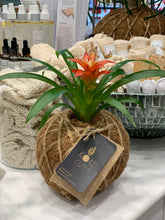 Load image into Gallery viewer, Bromeliad Mini Kokedama - color segun temporada