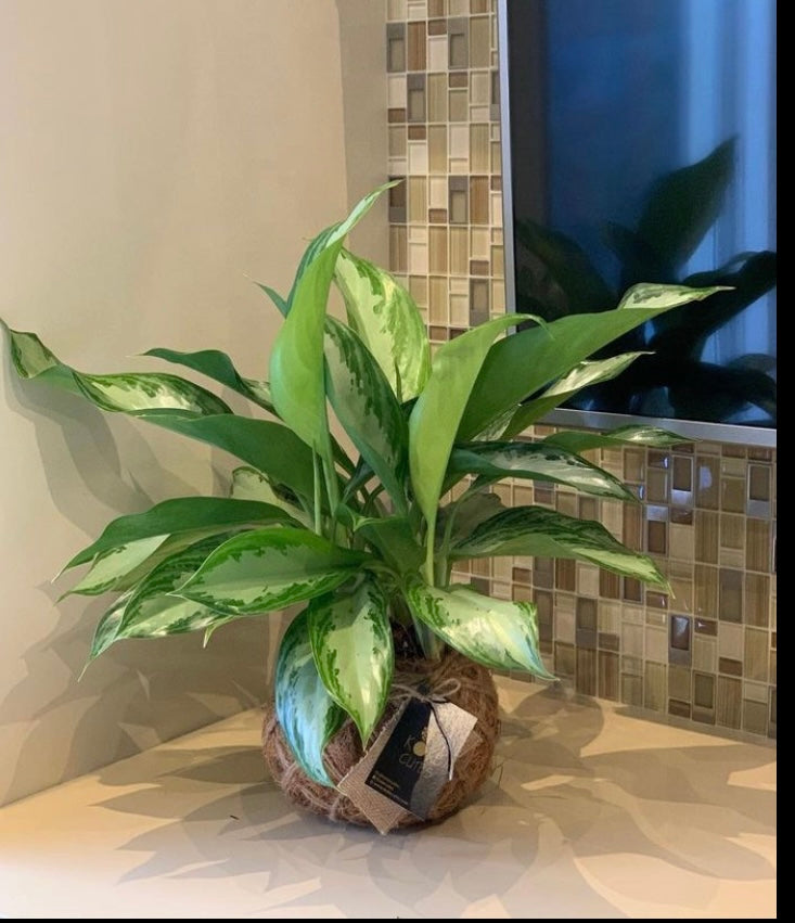 kokedama aglaonema Aglaonema Chinese Evergreen Kokedama – KOKECUTES