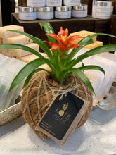 Load image into Gallery viewer, Bromeliad Mini Kokedama - color segun temporada