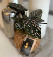 Load image into Gallery viewer, Calathea Ornata Kokedama