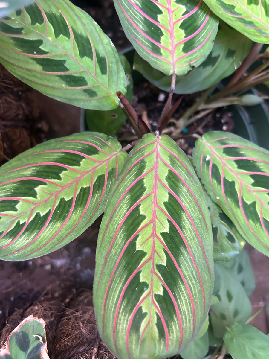 pink prayer plant Maranta Leuconeura / Prayer Plant – KOKECUTES