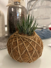 Load image into Gallery viewer, Haworthia Fasciata 'Zebra Haworthia"