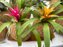 Load image into Gallery viewer, Bromeliad Mini Kokedama - color segun temporada