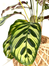 Load image into Gallery viewer, Calathea Makoyana or Peacock Kokedama