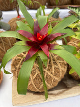 Load image into Gallery viewer, Bromeliad Mini Kokedama - color segun temporada