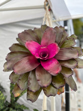 Load image into Gallery viewer, Bromeliad Neoregelia “Voodoo Doll” Kokedama