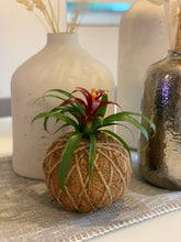 Load image into Gallery viewer, Bromeliad Mini Kokedama - color segun temporada