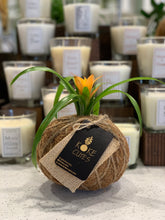 Load image into Gallery viewer, Bromeliad Mini Kokedama - color segun temporada