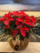 Load image into Gallery viewer, Poinsettia Plant Kokedama