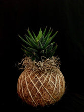 Load image into Gallery viewer, Haworthia Fasciata 'Zebra Haworthia"