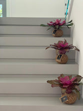 Load image into Gallery viewer, Bromeliad Neoregelia “Voodoo Doll” Kokedama