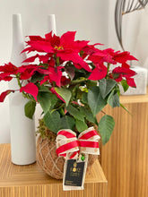 Load image into Gallery viewer, Poinsettia Plant Kokedama