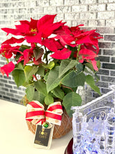 Load image into Gallery viewer, Poinsettia Plant Kokedama