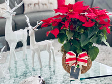 Load image into Gallery viewer, Poinsettia Plant Kokedama