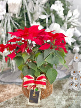 Load image into Gallery viewer, Poinsettia Plant Kokedama