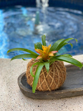 Load image into Gallery viewer, Bromeliad Mini Kokedama - color segun temporada