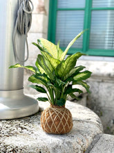 Load image into Gallery viewer, Dieffenbachia Plant Kokedama