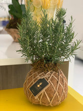 Load image into Gallery viewer, Rosemary Kokedama