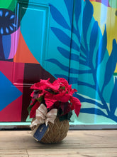 Load image into Gallery viewer, Poinsettia Plant Kokedama