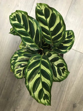 Load image into Gallery viewer, Calathea Makoyana or Peacock Kokedama