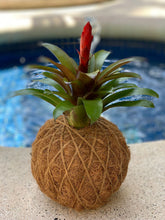 Load image into Gallery viewer, Bromelia Kokedama