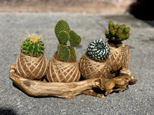 Load image into Gallery viewer, Desktop Cactus Arrangement