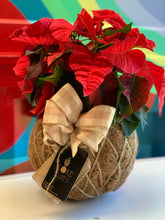 Load image into Gallery viewer, Poinsettia Plant Kokedama